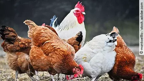 Eine Gruppe von Hühner läuft auf einem Auslauf.