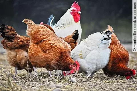 Eine Gruppe von Hühner läuft auf einem Auslauf.