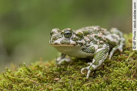 Eine Wechselkröte mit ihrem typischen Muster sitzt auf moosigem Untergrund im Wald.