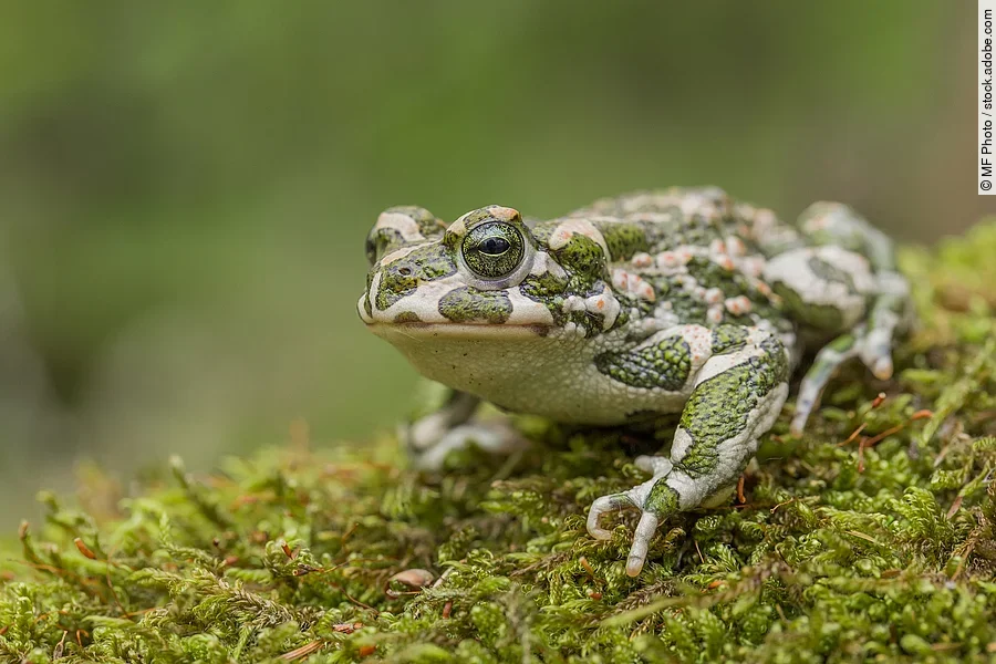 Eine Wechselkröte mit ihrem typischen Muster sitzt auf moosigem Untergrund im Wald.