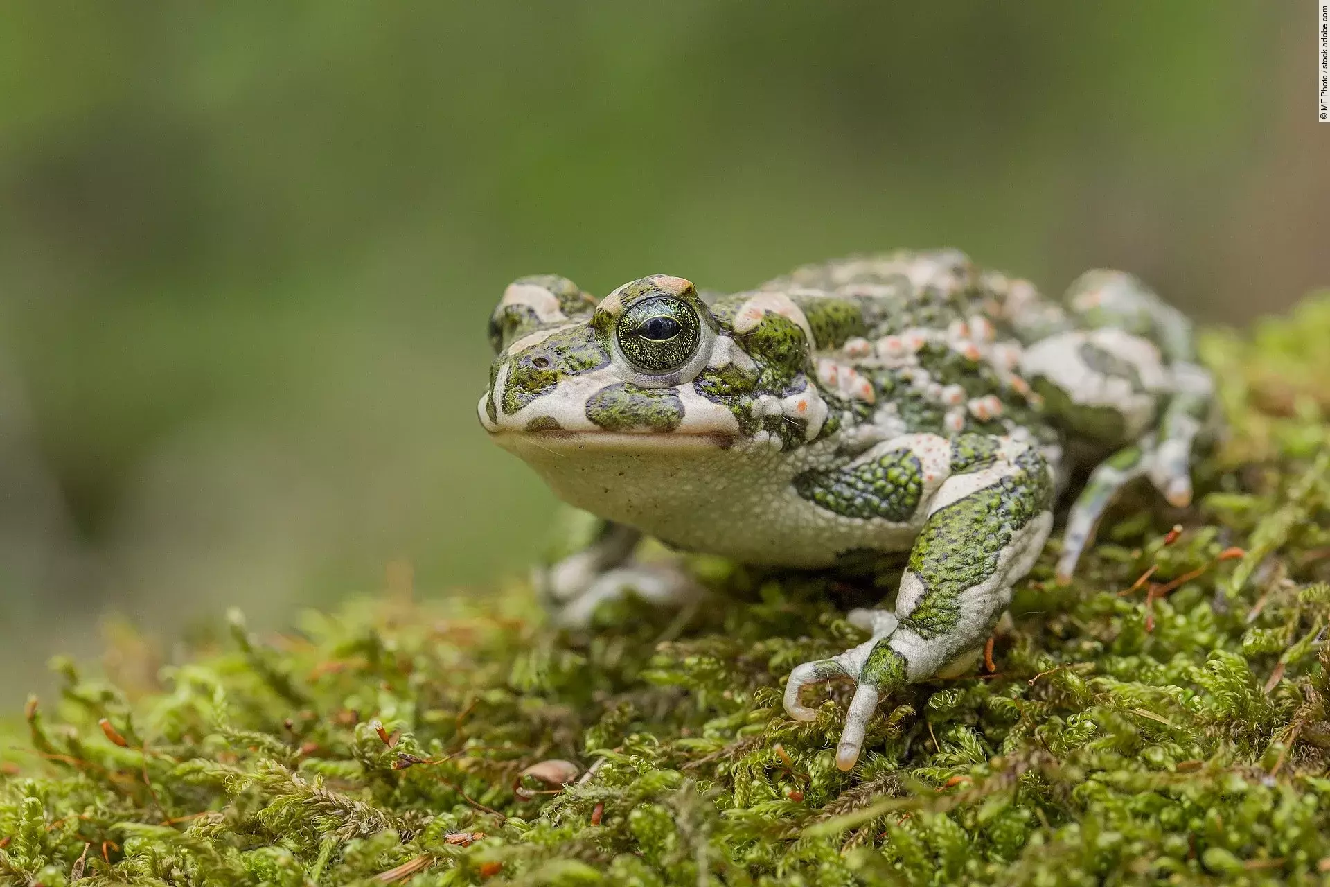 Eine Wechselkröte mit ihrem typischen Muster sitzt auf moosigem Untergrund im Wald.