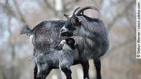 Ziege mit Eine Ziege steht zusammen mit einem Ziegenlamm auf einer Erhöhung aus Steinen. Die große Ziege dreht sich um und schaut in die Ferne. Beide haben grau-schwarzes Fell.