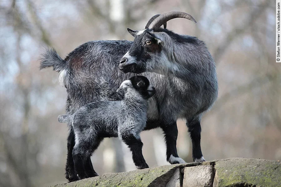 Eine Ziege steht zusammen mit einem Ziegenlamm auf einer Erhöhung aus Steinen. Die große Ziege dreht sich um und schaut in die Ferne. Beide haben grau-schwarzes Fell.