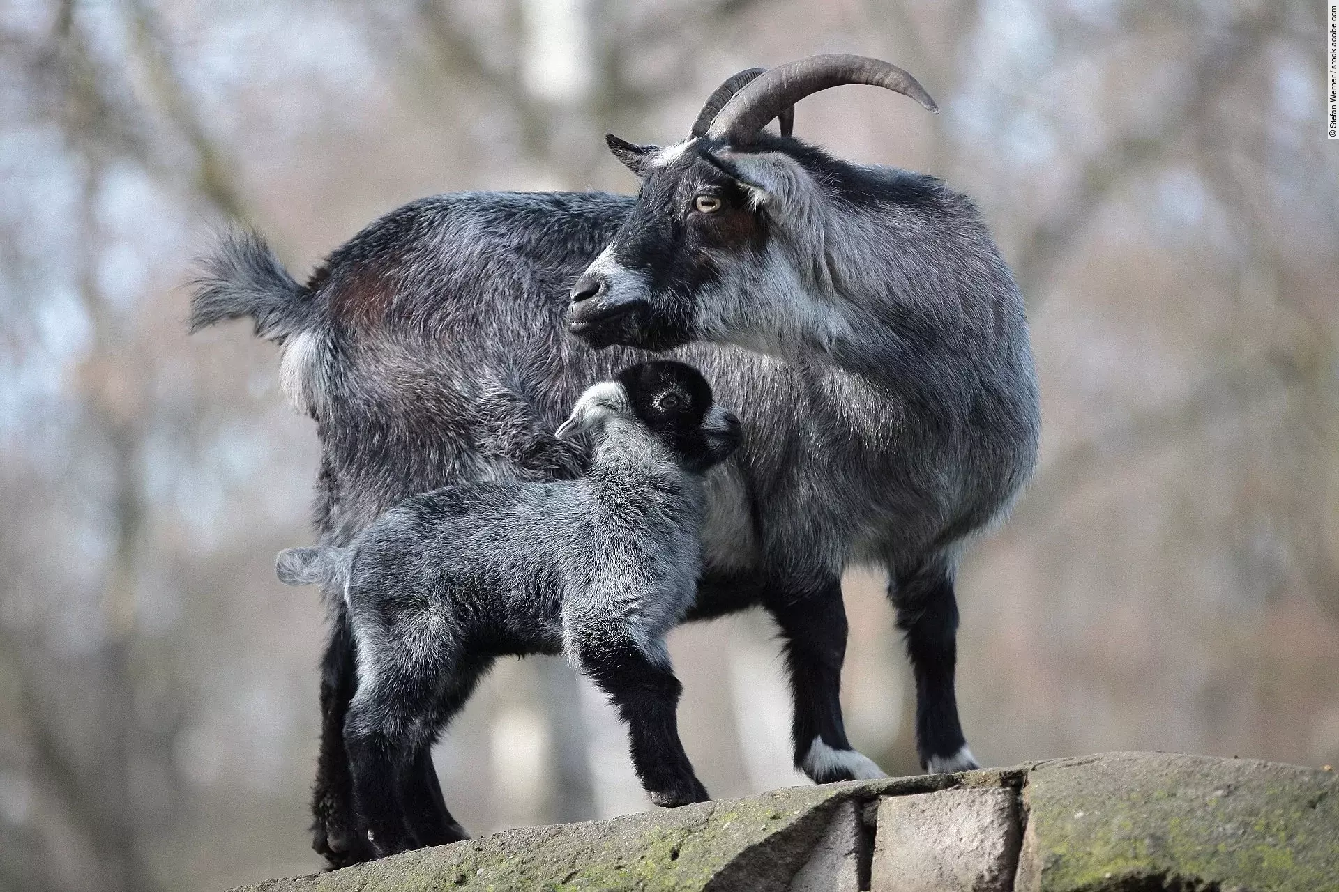 Eine Ziege steht zusammen mit einem Ziegenlamm auf einer Erhöhung aus Steinen. Die große Ziege dreht sich um und schaut in die Ferne. Beide haben grau-schwarzes Fell.