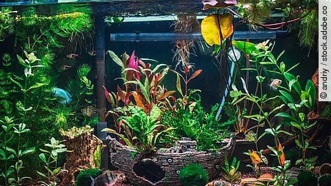 Aufnahme von einem bepflanzten Aquarium mit einem Deko-Schiff.