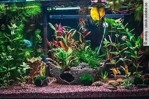 Aufnahme von einem bepflanzten Aquarium mit einem Deko-Schiff.