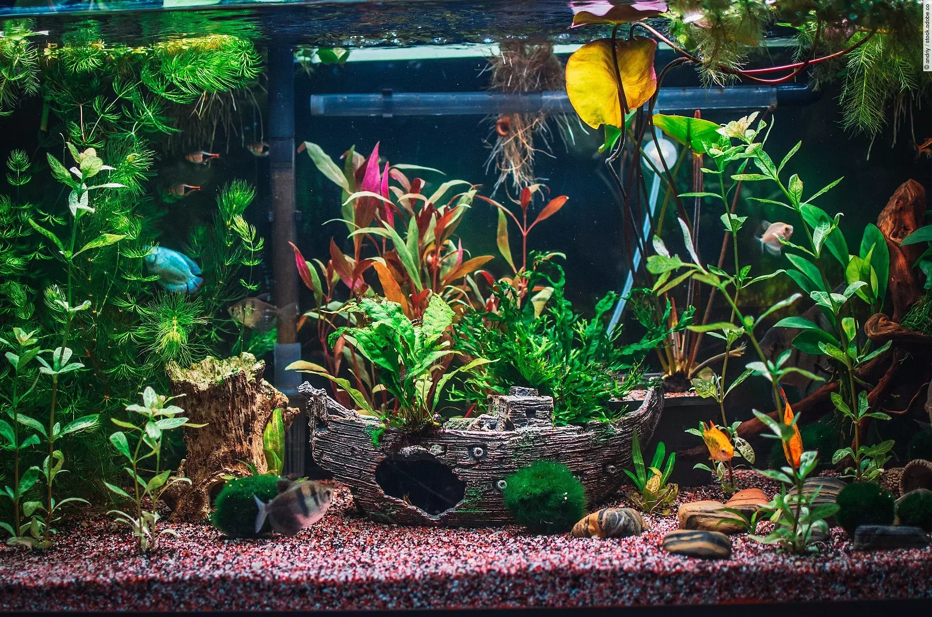 Aufnahme von einem bepflanzten Aquarium mit einem Deko-Schiff.