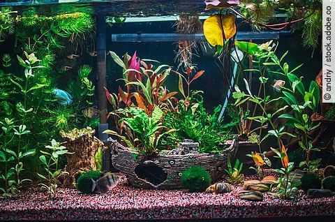 Aufnahme von einem bepflanzten Aquarium mit einem Deko-Schiff.