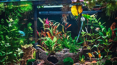 Aufnahme von einem bepflanzten Aquarium mit einem Deko-Schiff.
