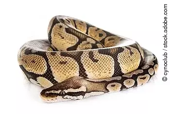 Ball python in studio