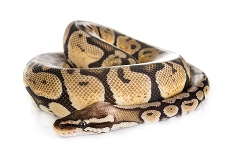 Ball python in studio