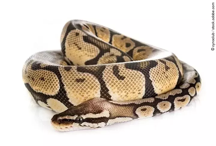 Ball python in studio