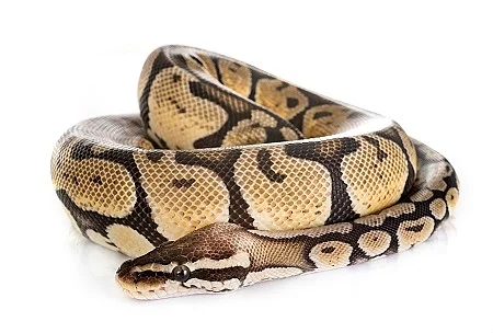 Ball python in studio