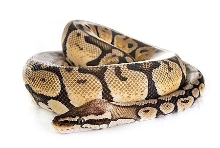 Ball python in studio