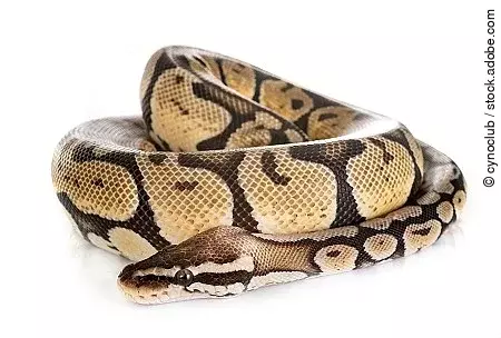 Ball python in studio