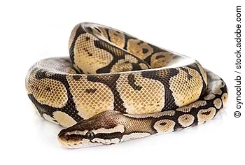 Ball python in studio