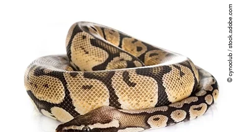 Ball python in studio