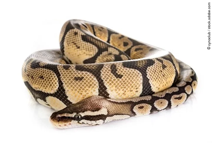 Ball python in studio