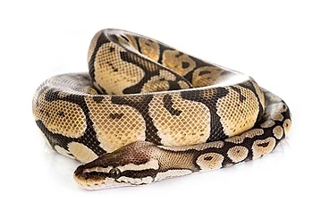 Ball python in studio