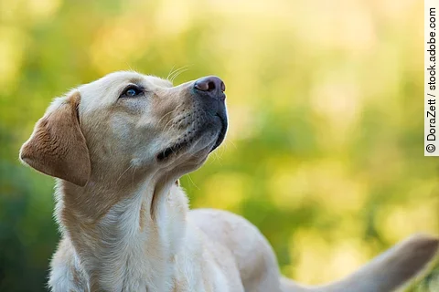 Ein Labrador Retriever steht im Grünen und schaut zur Seite.