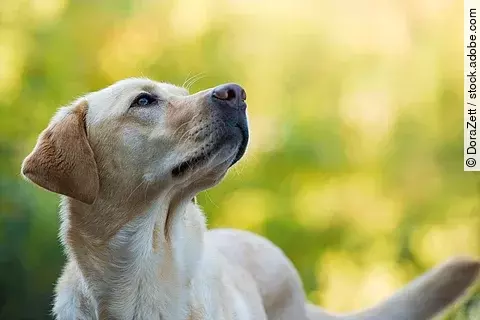 Ein Labrador Retriever steht im Grünen und schaut zur Seite.