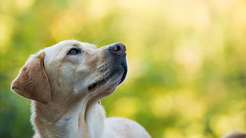 Ein Labrador Retriever steht im Grünen und schaut zur Seite.