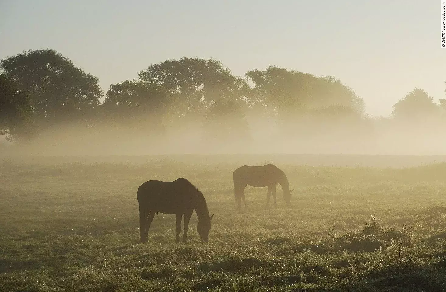 Zwei Pferde stehen grasend auf einer Weide an einem nebligen Morgen.