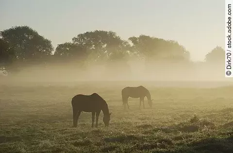Zwei Pferde stehen grasend auf einer Weide an einem nebligen Morgen.