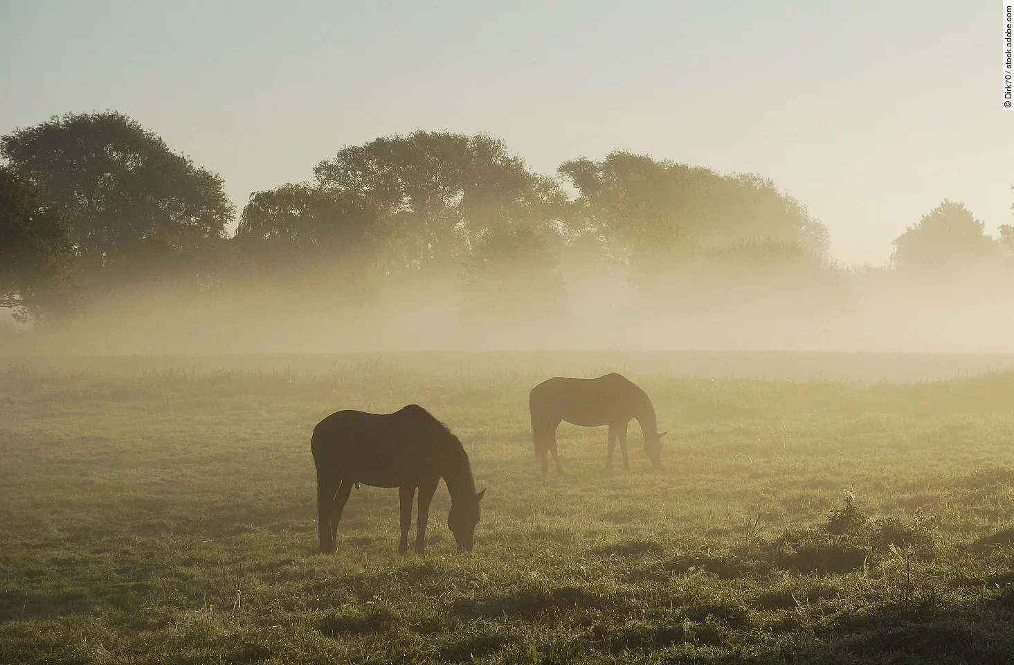 Zwei Pferde stehen grasend auf einer Weide an einem nebligen Morgen.