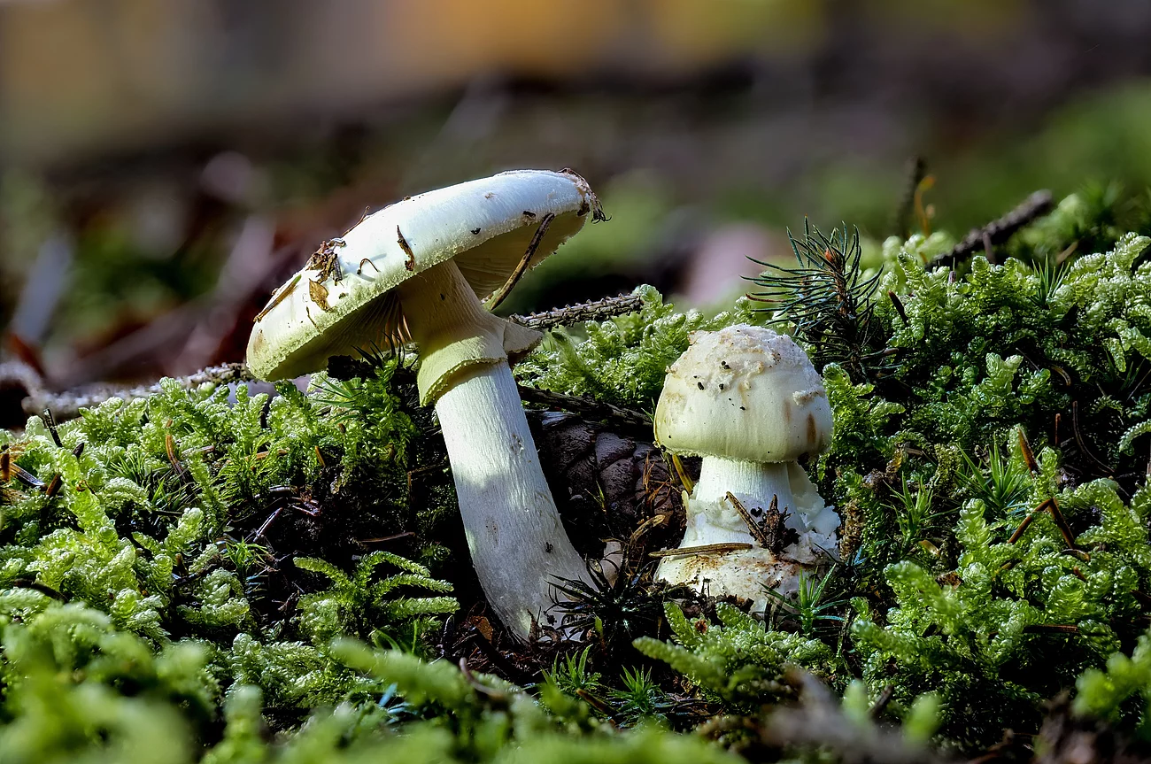Zwei giftige grüne Knollenblätterpilze wachsen im Wald auf grünem Moosboden.