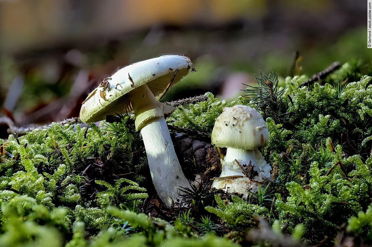Zwei giftige grüne Knollenblätterpilze wachsen im Wald auf grünem Moosboden.