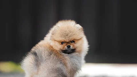 adorable red pomeranian spitz puppy sitting outdoors