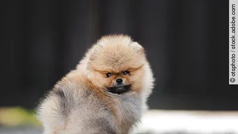 adorable red pomeranian spitz puppy sitting outdoors
