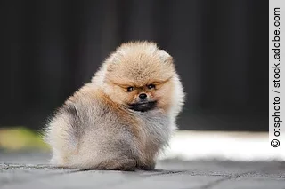 adorable red pomeranian spitz puppy sitting outdoors