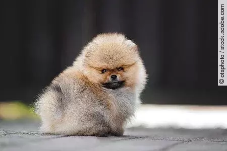 adorable red pomeranian spitz puppy sitting outdoors