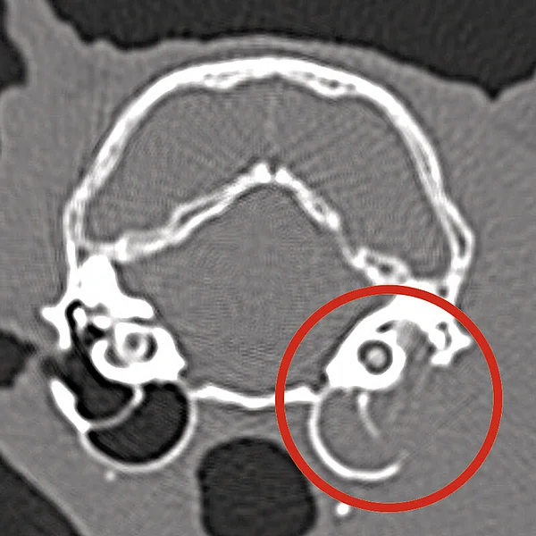 Transversales CT-Bild einer 15-jährigen Sphynx-Katze mit rechtsseitigem peripherem Vestibularsyndrom. Transversales CT-Bild einer 15-jährigen Sphynx-Katze mit rechtsseitigem peripherem Vestibularsyndrom.