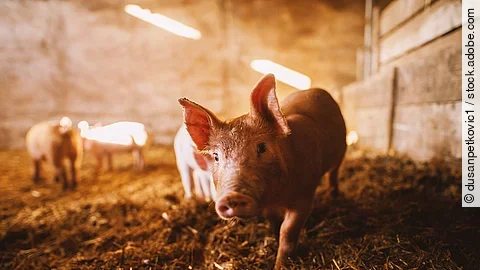 Close-up of a pig playing in a pigsty. Group of pigs.