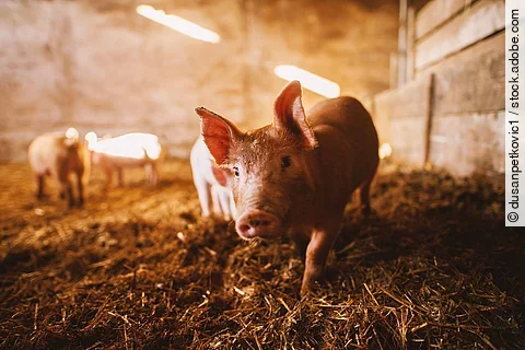 Close-up of a pig playing in a pigsty. Group of pigs.