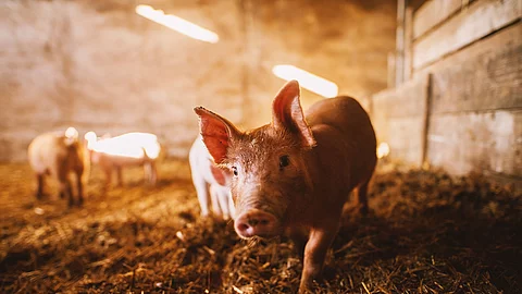 Close-up of a pig playing in a pigsty. Group of pigs.