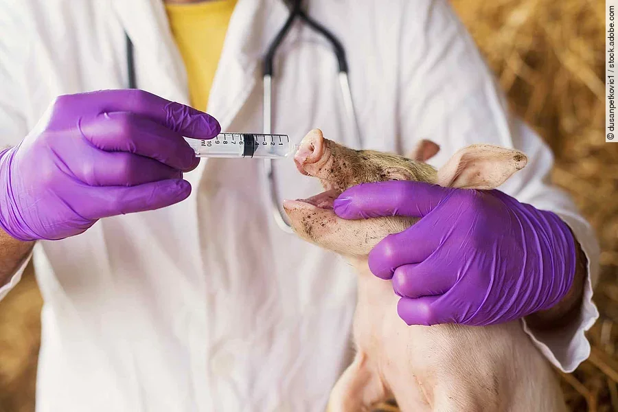 Closeup of a veterinarian vaccinating a little pig.