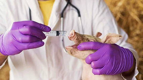 Closeup of a veterinarian vaccinating a little pig.