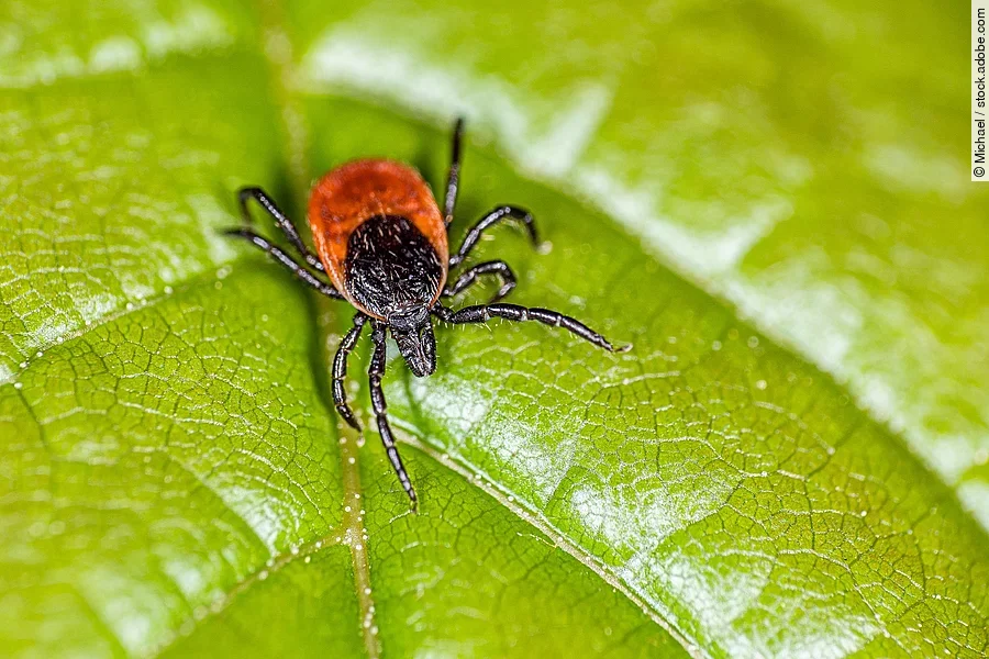Eine Zecke sitzt auf einem Blatt.