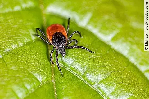 Eine Zecke sitzt auf einem Blatt.