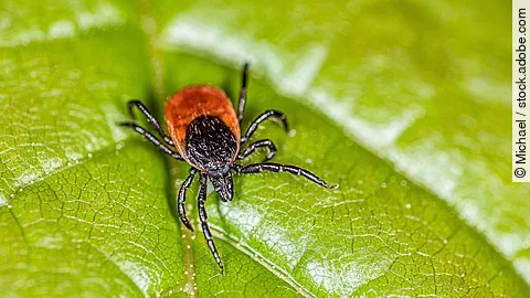 Eine Zecke sitzt auf einem Blatt.