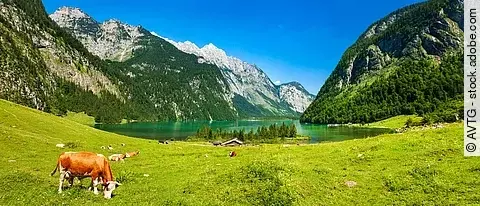Bayerische Idylle, Kühe grasen auf grüner Wiese unter blauem Himmel