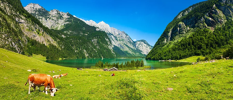 Bayerische Idylle, Kühe grasen auf grüner Wiese unter blauem Himmel