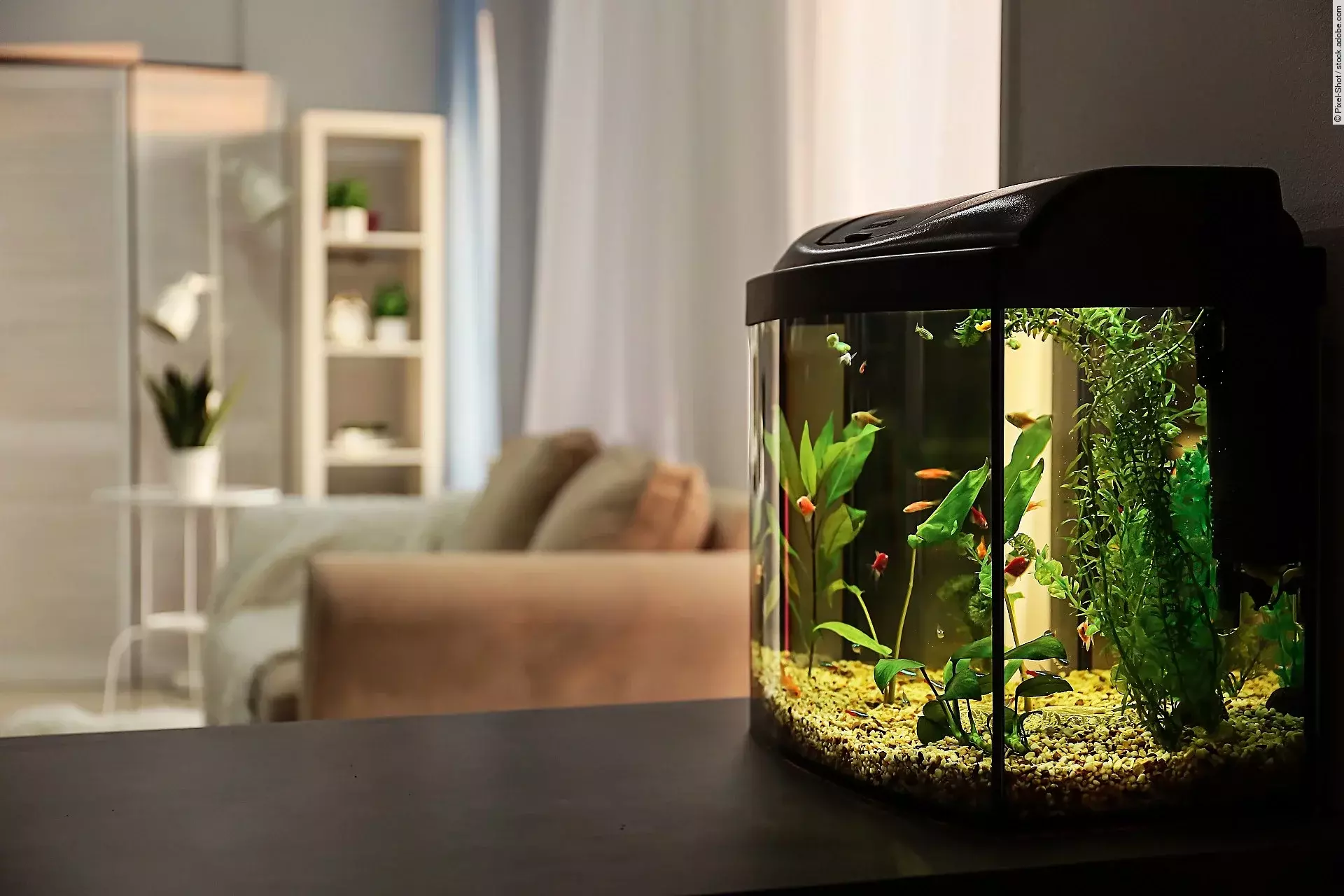 Aquarium im Wohnzimmer