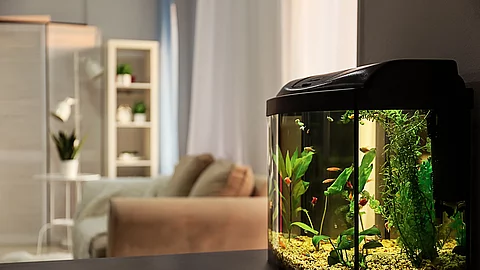 Aquarium im Wohnzimmer