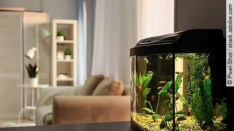 Aquarium im Wohnzimmer Aquarium im Wohnzimmer