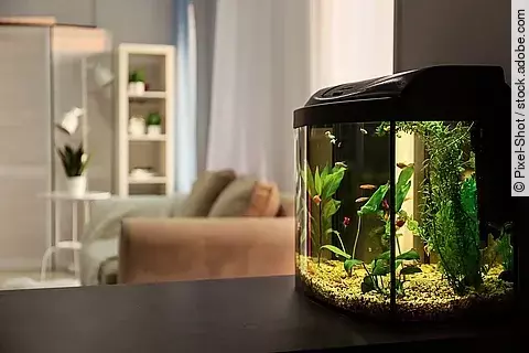 Aquarium im Wohnzimmer